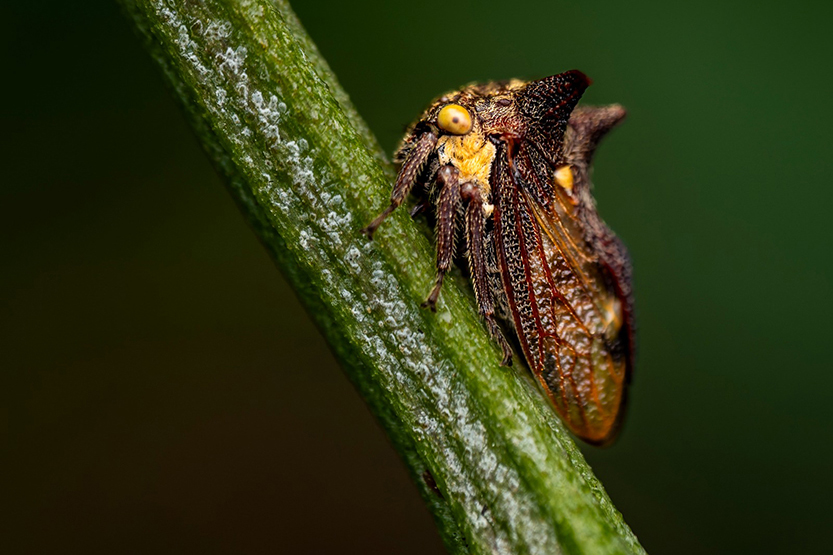 129-Insects-1.jpg